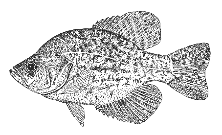 Black Crappie