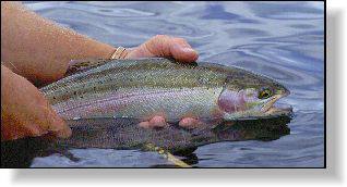 Trout Fishing In British Columbia