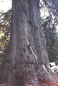 Grandfir2.Jpg