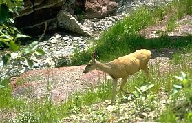 Waterton Lakes National Park