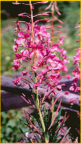 Fireweed