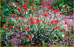 Indian Paintbrush